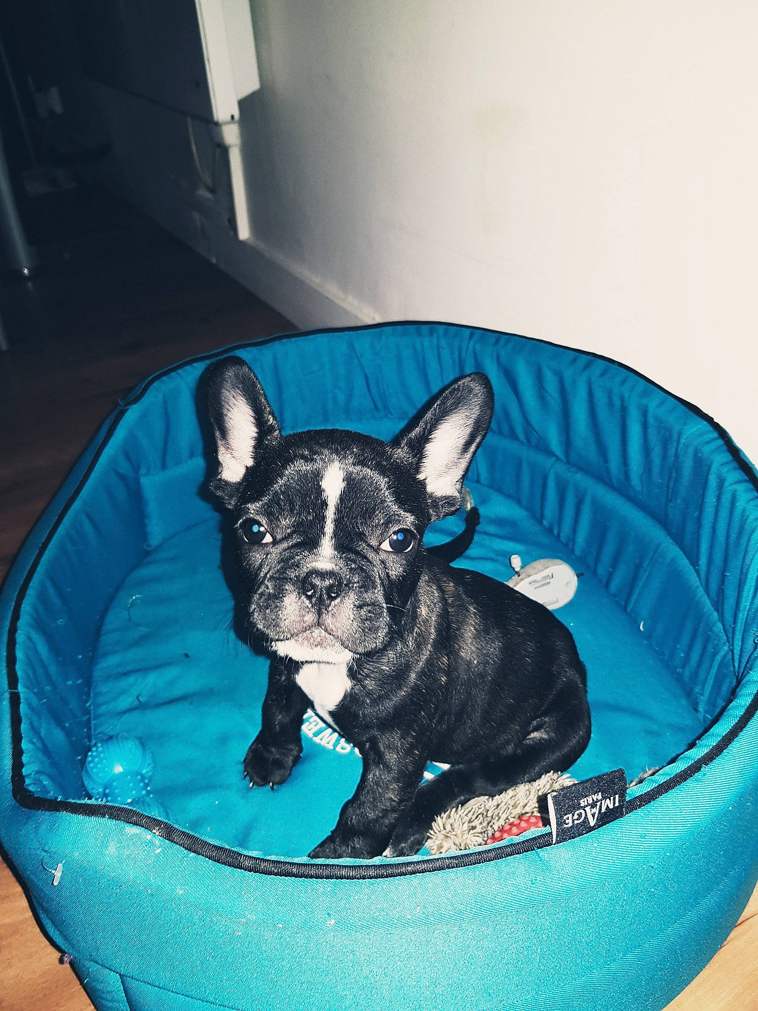 Poutchi participe au concours pour gagner de l'argent avec cette photo : bulldog, canidae, carnivore, companion_dog, dog, dog_breed, fawn, french_bulldog, mammal, non_sporting_group, puppy, snout, toy_bulldog, vertebrate