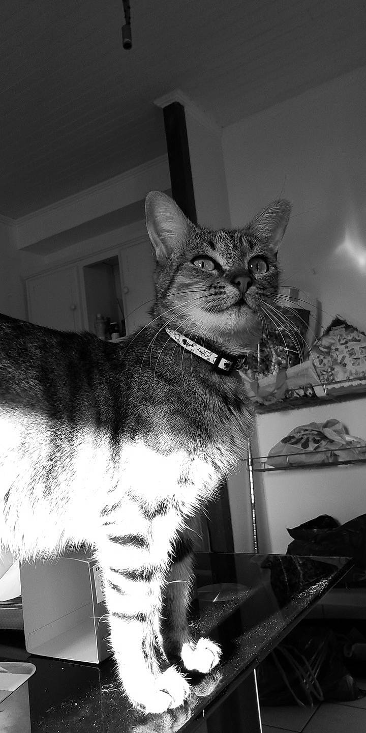 Titine participe au concours pour gagner de l'argent avec cette photo : asian, black_and_white, carnivore, cat, domestic_short_haired_cat, ear, european_shorthair, felidae, kitten, monochrome, ocicat, oriental_shorthair, small_to_medium_sized_cats, snapshot, snout, sokoke, tabby_cat, tail, whiskers, white