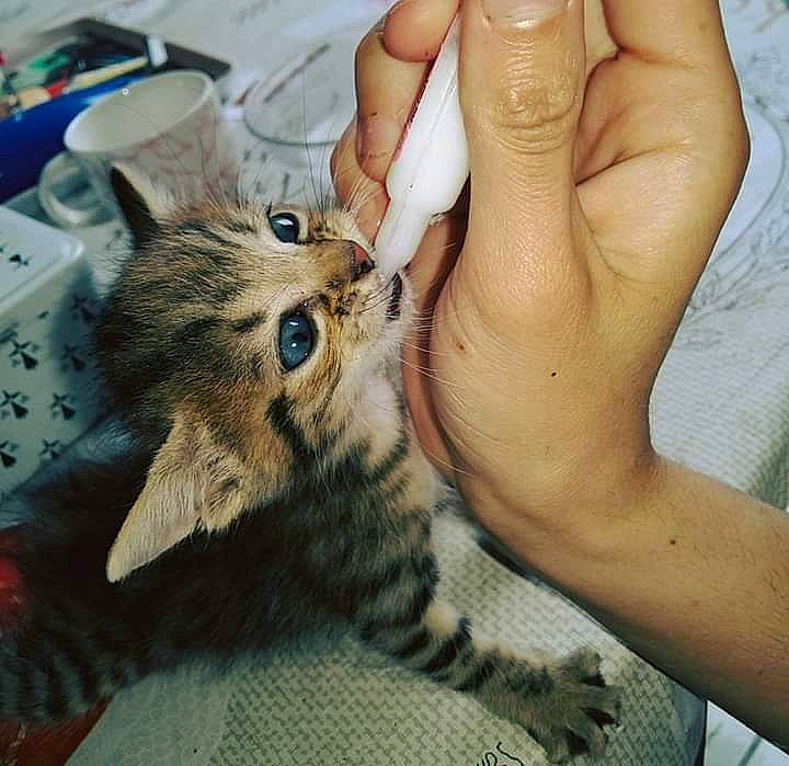 Titine participe au concours pour gagner de l'argent avec cette photo : american_shorthair, carnivore, cat, claw, domestic_short_haired_cat, dragon_li, european_shorthair, eye, felidae, finger, fur, gesture, hand, kitten, nail, pixie_bob, skin, small_to_medium_sized_cats, tabby_cat, whiskers