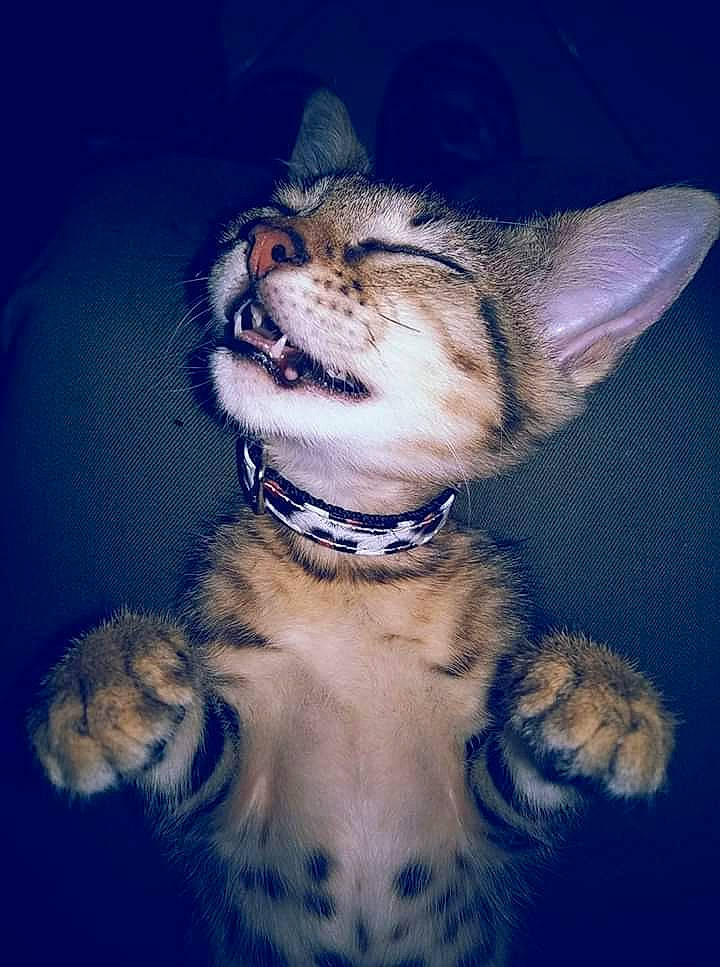 Titine a rejoint le concours — aidez-le/la à gagner de superbes lots ! asian, carnivore, cat, ear, egyptian_mau, european_shorthair, felidae, fur, jaw, kitten, mammal, ocicat, oriental_longhair, oriental_shorthair, sky, small_to_medium_sized_cats, snout, sokoke, vertebrate, whiskers