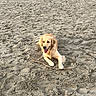 Vaya participe au concours pour gagner de l'argent avec cette photo : animal, beach, canine, daylight, dog, footprints, fur, golden_retriever, happy, outdoor, paws, pet, play, sand, shore, sitting, smiling, stick, texture, tongue_out