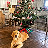 bauble, chair, christmas_tree, cozy, cute, decor, dog, festive, garland, golden_retriever, holiday_decor, indoor, ornaments, pet, plant, ribbon, rustic, tree_skirt, window, wooden_floor