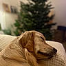 Vaya participe au concours pour gagner de l'argent avec cette photo : blur, bokeh, christmas_tree, couch, cozy, dog, domestic_animal, fur, golden_retriever, home, indoor, muzzle, nose, pet, pillow, portrait, relaxed, sleeping, warm_lighting, whiskers