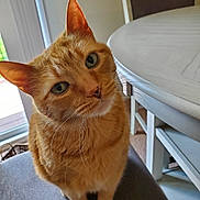 Milo joined the competition — help win amazing prizes! animal, cat, chair, close_up, curious, cute, domestic_cat, eyes, fur, furniture, head_tilt, household, indoor, looking_up, orange_tabby, pet, portrait, seated, table, whiskers