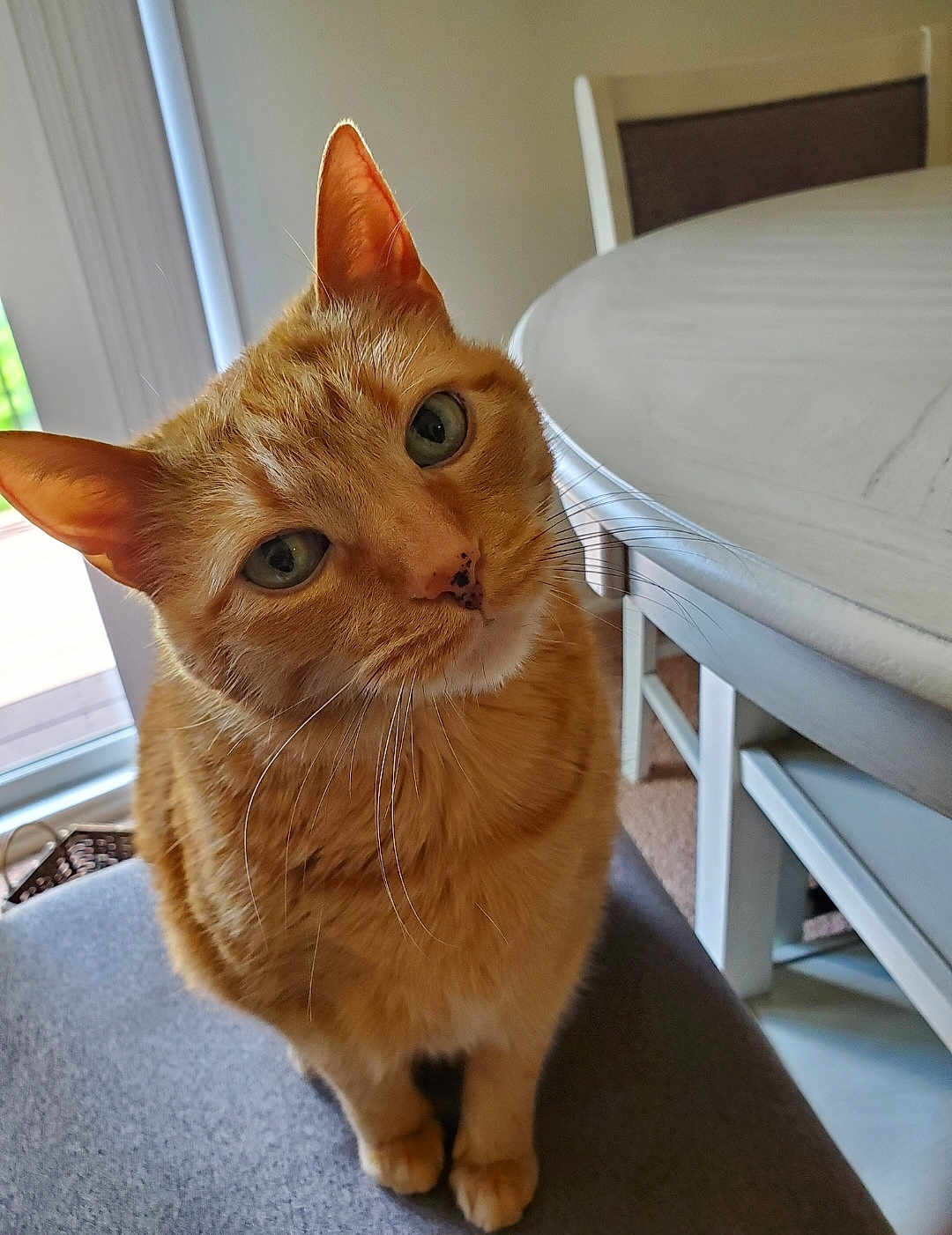Milo