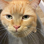 Noodle is registered to the contest to win money with this photo: cat, orange_tabby, close_up, whiskers, green_eyes, curious, pet, indoor, floor, kitchen, fur, animal, domestic_cat, looking_up, face, ears, tail, texture, household, feline