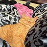 cat, orange_cat, sleeping, resting, sunlight, silky_fabric, leopard_print, pink_blanket, cozy, relaxed, indoor, pet, animal, fur, window, daylight, comfort, home, napping, soft_texture