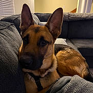 Whiskey is registered to the contest to win money with this photo: dog, german_shepherd, pet, indoors, couch, blanket, fur, ears, face, canine, animal, relaxing, home, living_room, cozy, looking, brown, black, snout, resting
