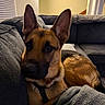 dog, german_shepherd, pet, indoors, couch, blanket, fur, ears, face, canine, animal, relaxing, home, living_room, cozy, looking, brown, black, snout, resting