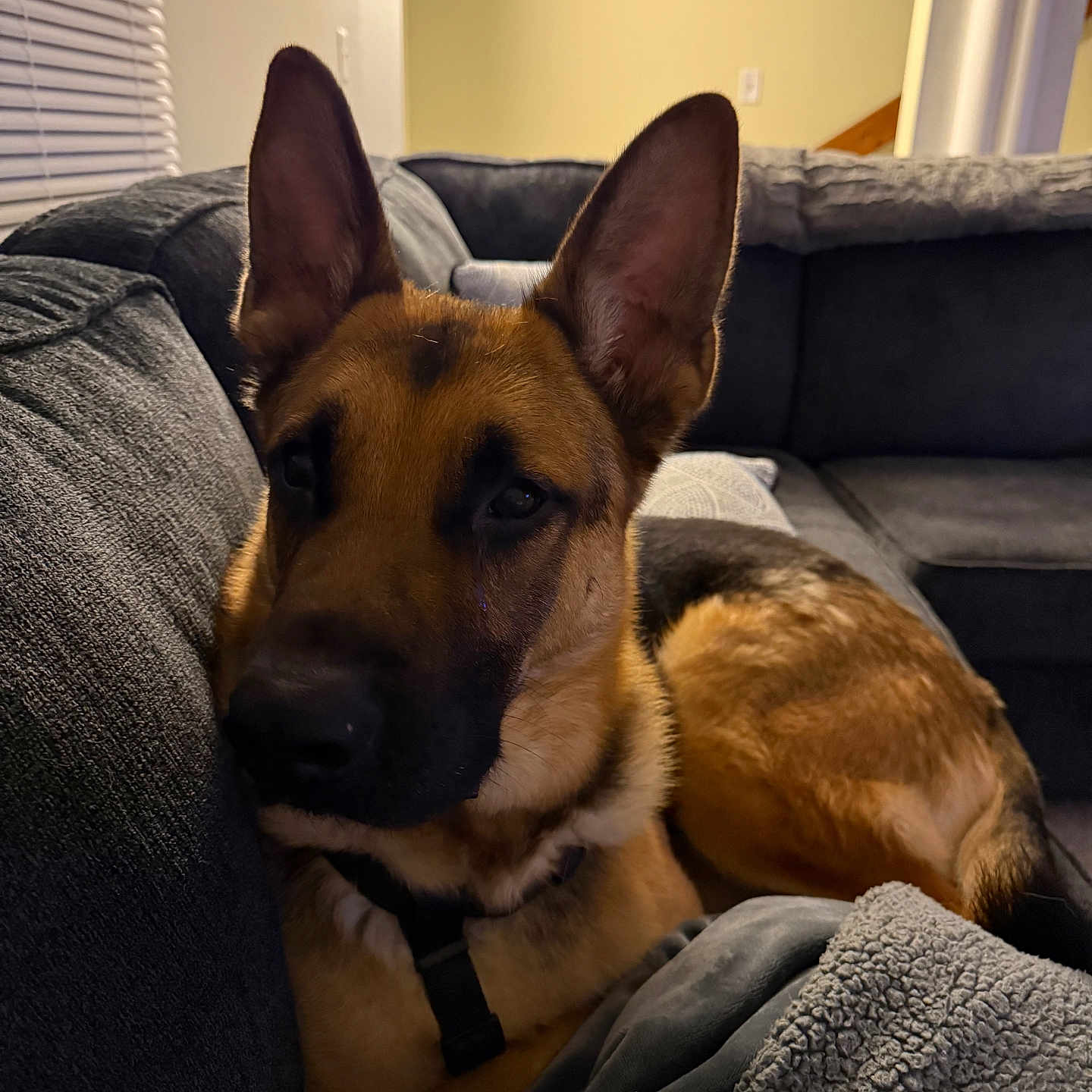 Whiskey