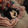 cat, black_and_white, blanket, couch, pillow, patterned, indoor, sleeping, cozy, pet, furniture, curtains, chair, relaxing, paw, fur, home, resting, comfortable, soft