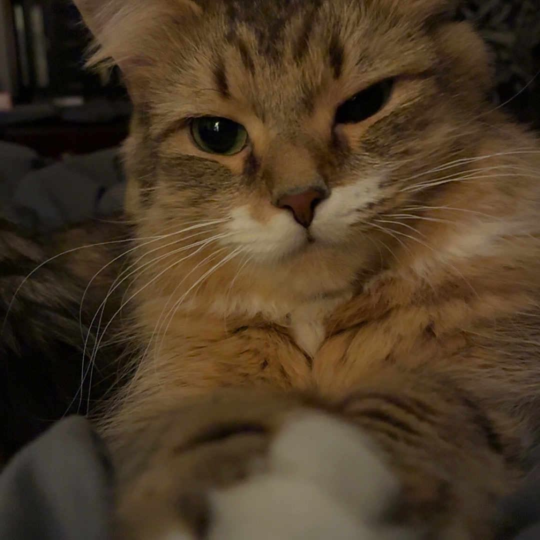 Faye Faye is registered to the contest to win money with this photo: cat, tabby, fluffy, close_up, paws, relaxed, sleepy, indoor, pet, animal, feline, whiskers, fur, muzzle, ears, bed, blanket, dim_lighting, skeleton_decoration, background