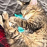 Faye Faye joined the competition — help win amazing prizes! cat, tabby, sleeping, plush_toy, quilt, blanket, cozy, fur, pet, cute, animal, domestic_cat, resting, indoor, soft, striped, whiskers, paws, relaxed, snuggling