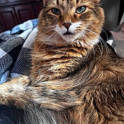 Faye Faye joined the competition — help win amazing prizes! cat, tabby, fluffy, fur, whiskers, closeup, indoor, blanket, cozy, feline, pet, portrait, relaxed, sleepy, animal, domestic, cute, eyes, face, resting