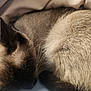 animal, blanket, cat, closeup, cozy, curled_up, cute, ear, feline, fur, indoor, mammal, pet, relaxation, resting, siamese, sleep, sleeping, soft, whiskers