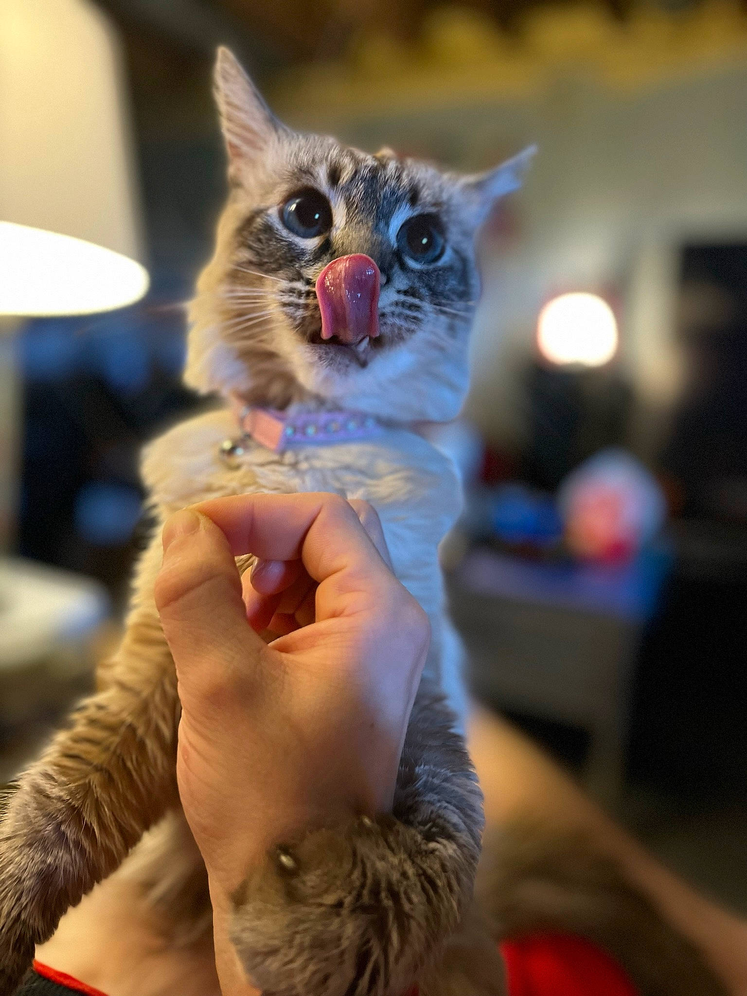 Stella is registered to the contest to win money with this photo: carnivore, cat, claw, electric_blue, event, fawn, felidae, fun, fur, gesture, happy, holiday, lamp, light, small_to_medium_sized_cats, snout, tail, terrestrial_animal, whiskers, wildlife