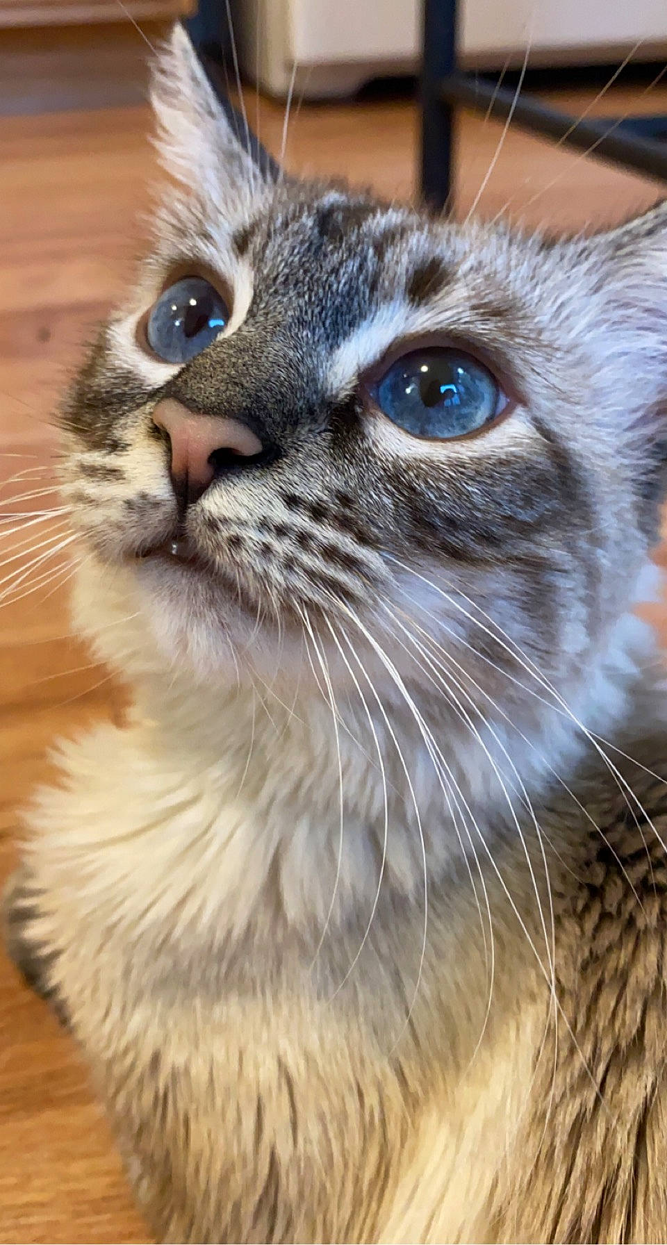 Stella is registered to the contest to win money with this photo: carnivore, cat, close_up, domestic_short_haired_cat, door, electric_blue, eye, fawn, felidae, fur, grass, hardwood, plant, small_to_medium_sized_cats, snout, terrestrial_animal, thai, whiskers, wildlife, window