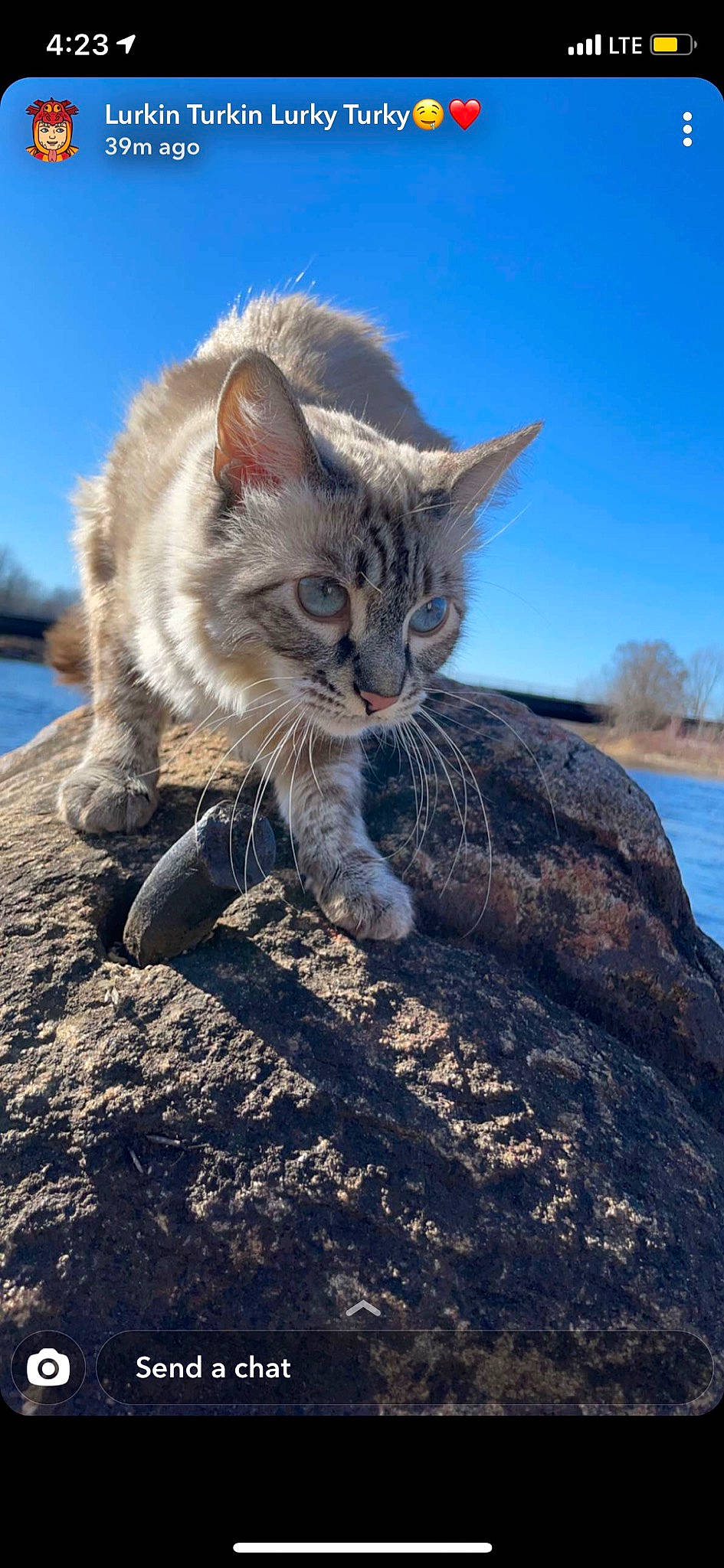 Stella is registered to the contest to win money with this photo: carnivore, cat, domestic_short_haired_cat, fawn, felidae, freezing, fur, grass, lake, paw, plant, rock, sky, small_to_medium_sized_cats, snout, tail, tree, water, whiskers, winter