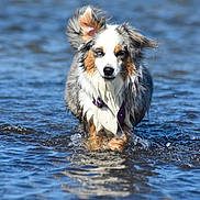 Willow Veracruz participe au concours pour gagner de l'argent avec cette photo : dog, australian_shepherd, water, splashing, animal, pet, outdoor, wet, fur, ears, blue, nature, playful, canine, running, shallow_water, focused, summer, active, daytime