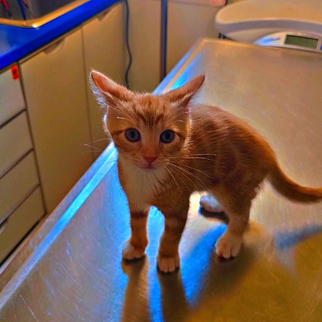 Lulu is registered to the contest to win money with this photo: abyssinian, accessories, animal, bathroom, cat, doctor, hardwood, indoors, interiordesign, kitten, lighting, person, pet, plywood, room, sink, sinkfaucet, toilet, veterinarian, wood