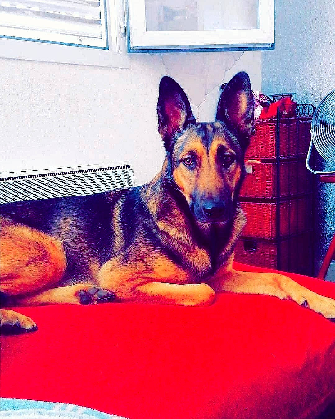 Nella participe au concours pour gagner de l'argent avec cette photo : belgian_shepherd_malinois, canidae, carnivore, companion_dog, dog, dog_breed, ear, east_european_shepherd, german_shepherd_dog, king_shepherd, kunming_wolfdog, mammal, room, snout, vertebrate, working_dog