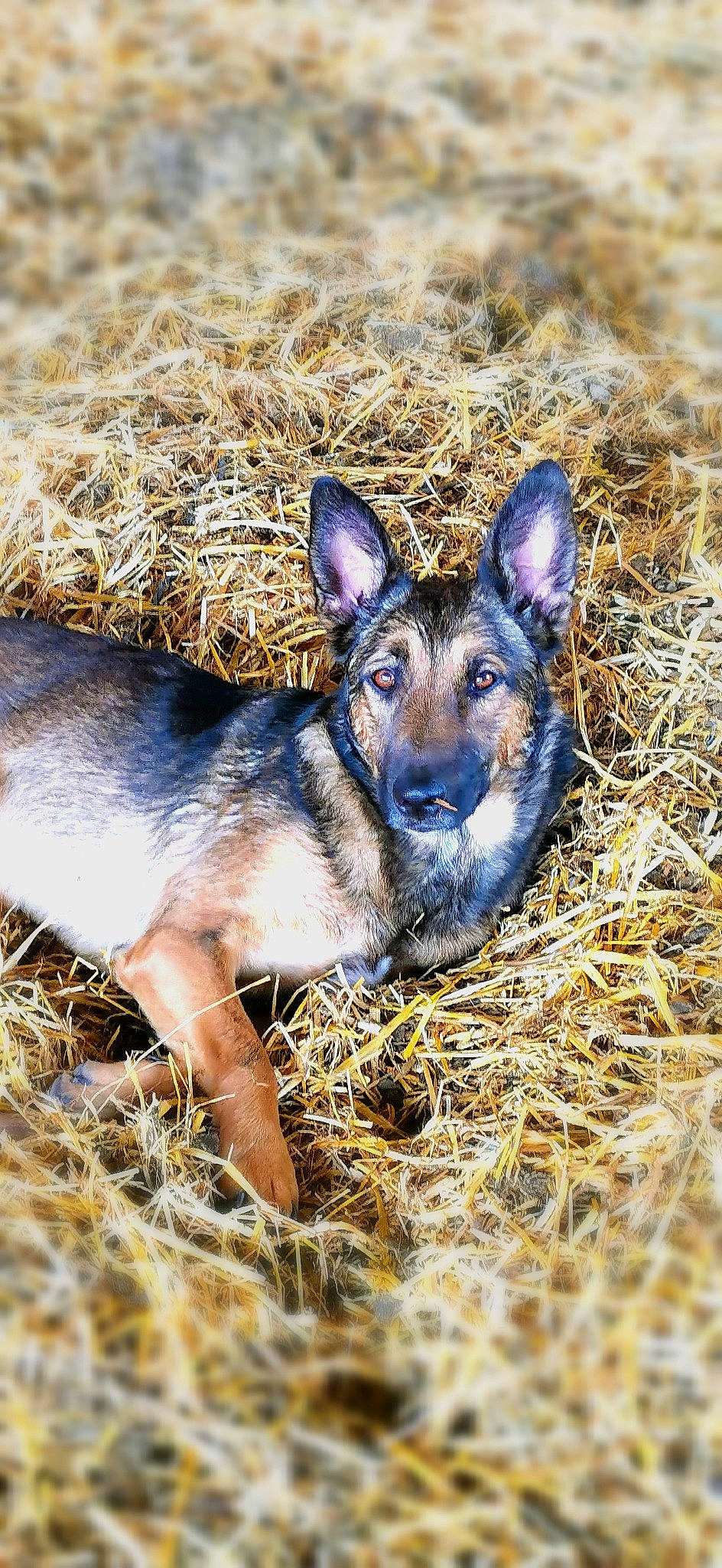 Nella a rejoint le concours — aidez-le/la à gagner de superbes lots ! belgian_shepherd_malinois, canidae, canis, carnivore, dog, dog_breed, fawn, german_shepherd_dog, grass, kunming_wolfdog, mammal, snout, vertebrate, wildlife, working_dog