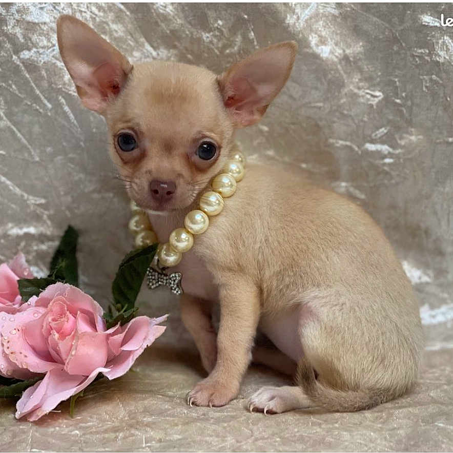 Vanille a rejoint le concours — aidez-le/la à gagner de superbes lots ! accessories, animal, canine, carnation, chihuahua, dog, envelope, flower, flowerarrangement, flowerbouquet, jewelry, necklace, pearl, peony, pet, petal, plant, puppy, rose, whitedog