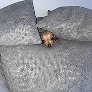 Vanille a rejoint le concours — aidez-le/la à gagner de superbes lots ! animal, cozy, cushion, cute, dog, fabric, flash, gray, hiding, home, indoor, paw, peeking, pet, red_eye, resting, small_dog, snout, soft, texture