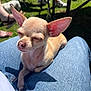 Vanille a rejoint le concours — aidez-le/la à gagner de superbes lots ! animal, casual, chihuahua, closed_eyes, denim, dog, ears, feet, grass, jeans, lap, outdoor, people, pet, relaxing, resting, shadow, small_dog, summer, sunlight