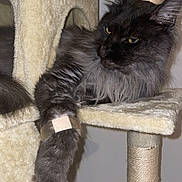 Tao a rejoint le concours — aidez-le/la à gagner de superbes lots ! animal, carpeted, cat, cat_tree, cute, domestic, ears, feline, fluffy, fur, indoor, mammal, metallic_band, paw, pet, relaxed, resting, scratching_post, toy_mouse, yellow_eyes