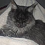 Tao participe au concours pour gagner de l'argent avec cette photo : animal, blanket, cat, close_up, comfort, cozy, cute, domestic_cat, feline, fluffy, fur, gray_cat, indoor, mammal, pet, relaxed, resting, sleeping, soft_texture, whiskers