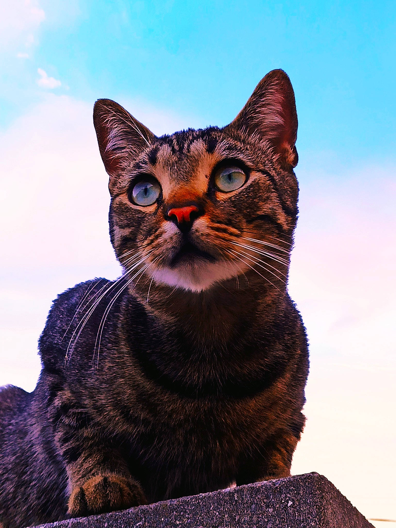 Tilo participe au concours pour gagner de l'argent avec cette photo : art, carnivore, cat, cloud, domestic_short_haired_cat, electric_blue, felidae, fur, grass, rock, sand, sky, small_to_medium_sized_cats, snout, terrestrial_animal, tree, whiskers, wildlife