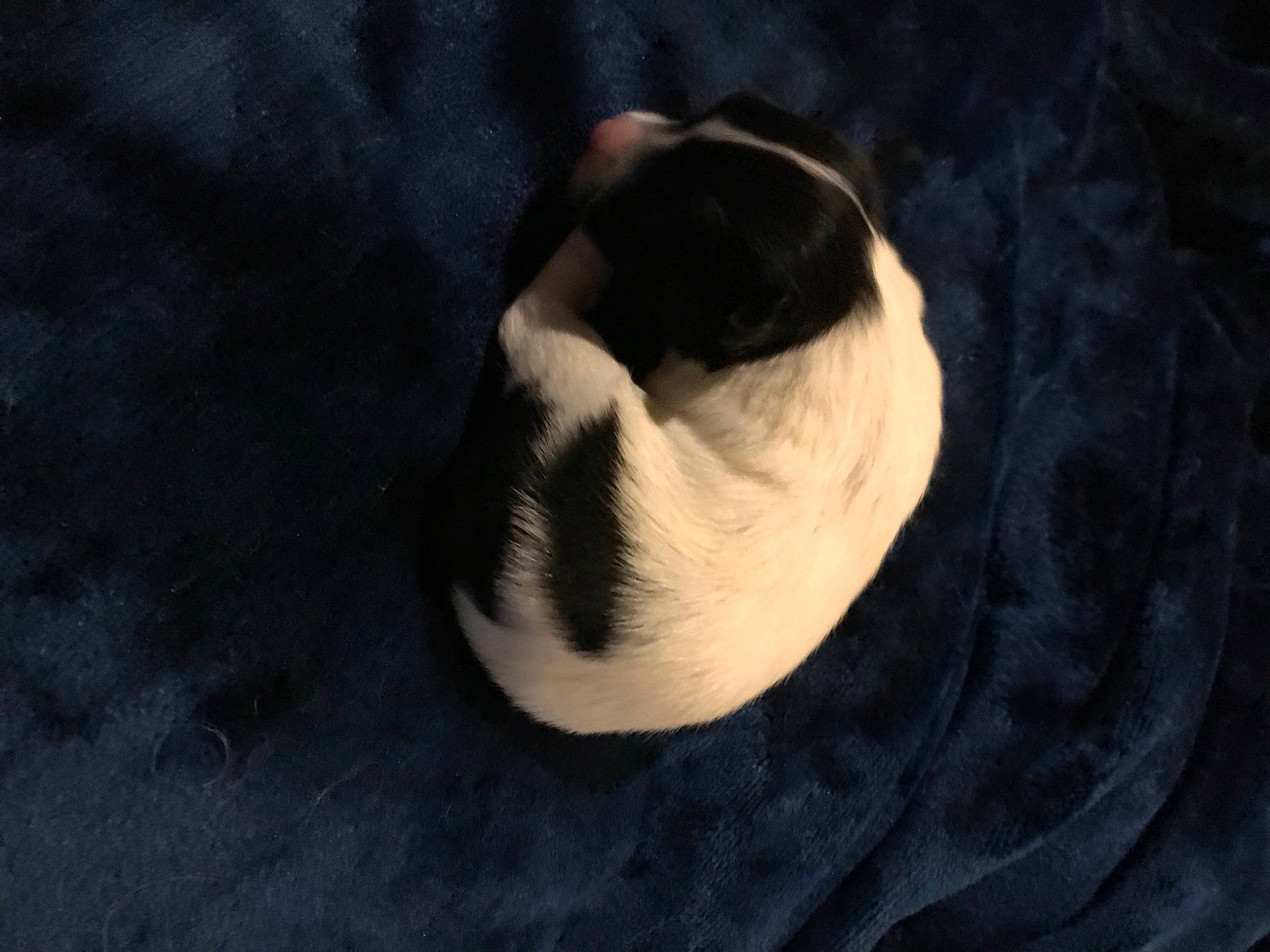 Noelle is registered to the contest to win money with this photo: black, cat, darkness, felidae, monochrome_photography, small_to_medium_sized_cats, space, terrestrial_animal