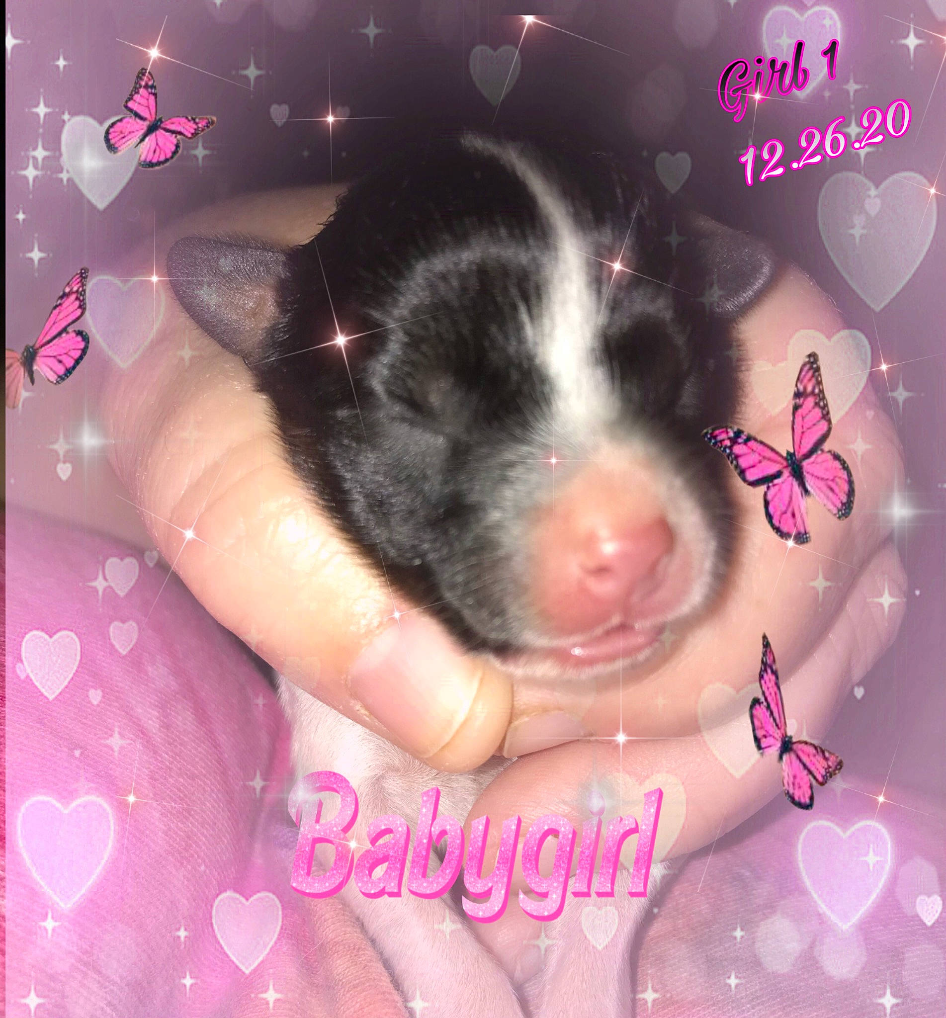 Noelle is registered to the contest to win money with this photo: arthropod, butterfly, flesh, insect, invertebrate, lavender, love, magenta, moths_and_butterflies, nail, paw, photo_caption, pink, pollinator, purple, skin, snout, violet, wing, working_animal