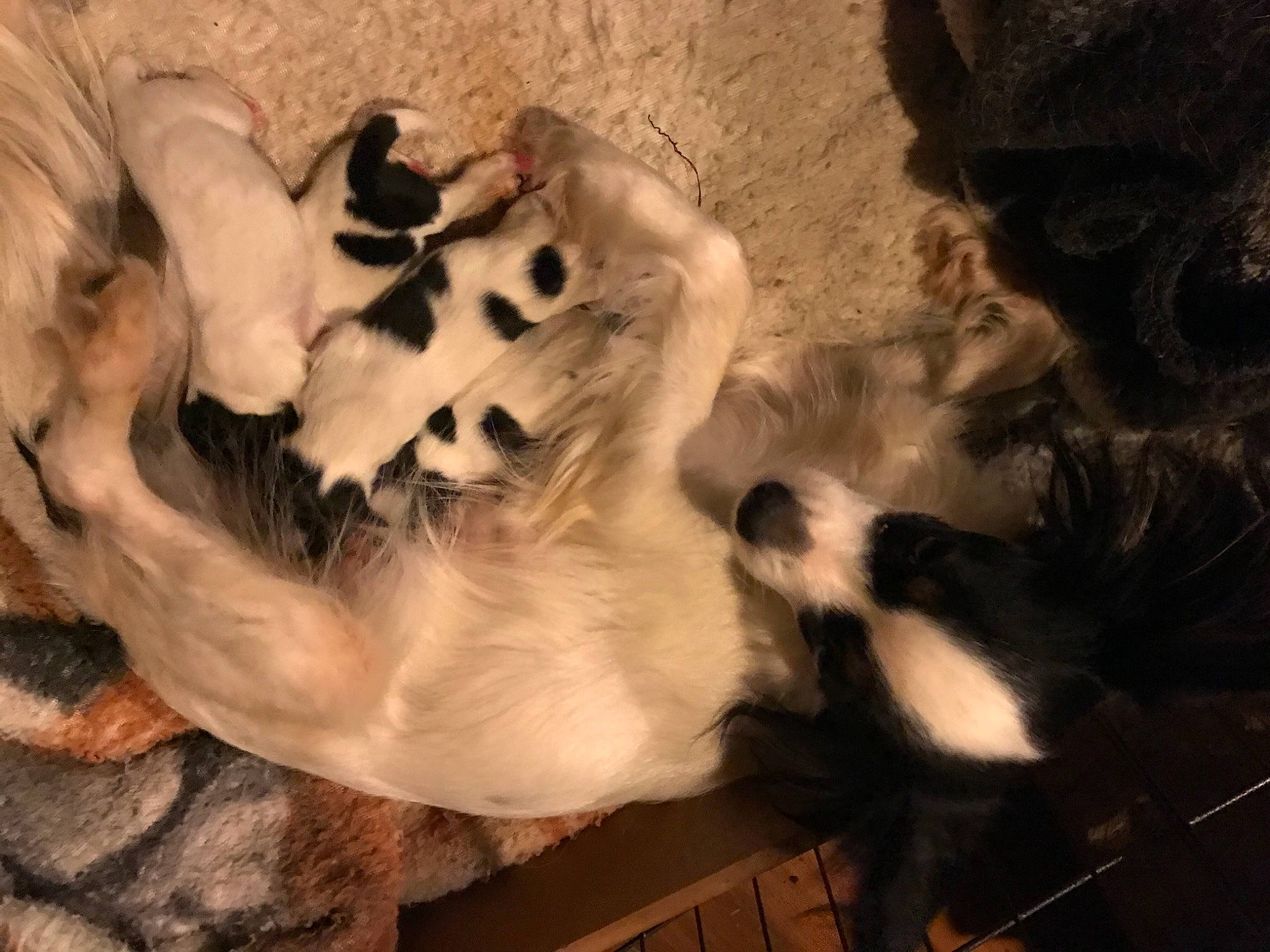 Noelle is registered to the contest to win money with this photo: canidae, carnivore, cat, dog_breed, fawn, felidae, fur, natural_material, paw, sleep, small_to_medium_sized_cats