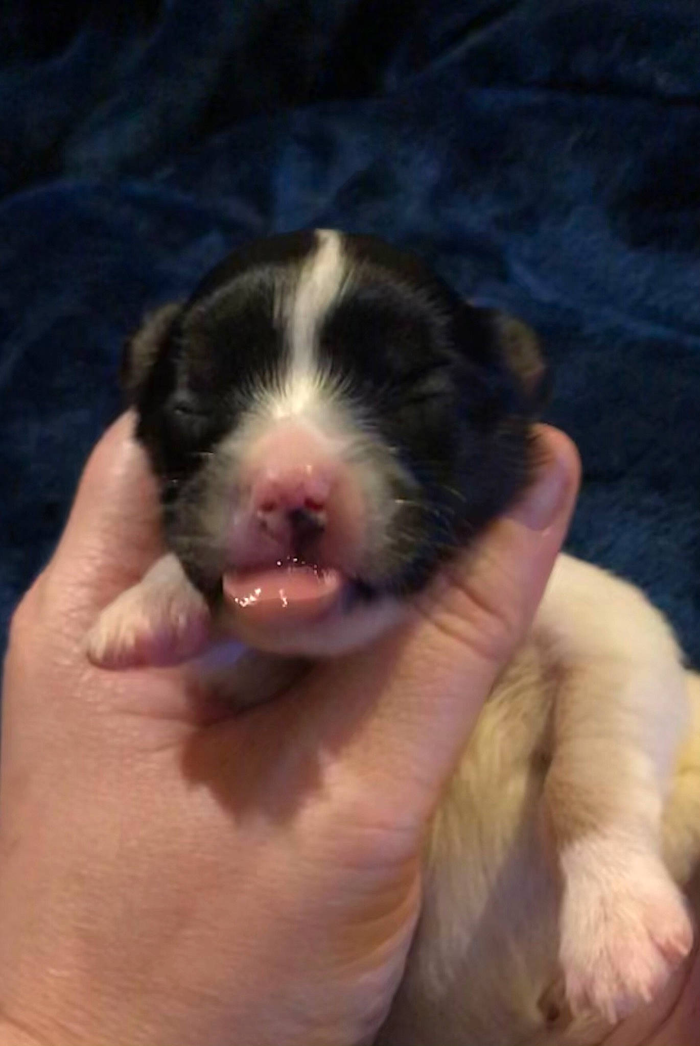 Noelle joined the competition — help win amazing prizes! border_collie, carnivore, dog, dog_breed, finger, flesh, fur, human, nail, organ, paw, puppy, skin, snout, thumb, toe, vertebrate, working_animal, working_dog