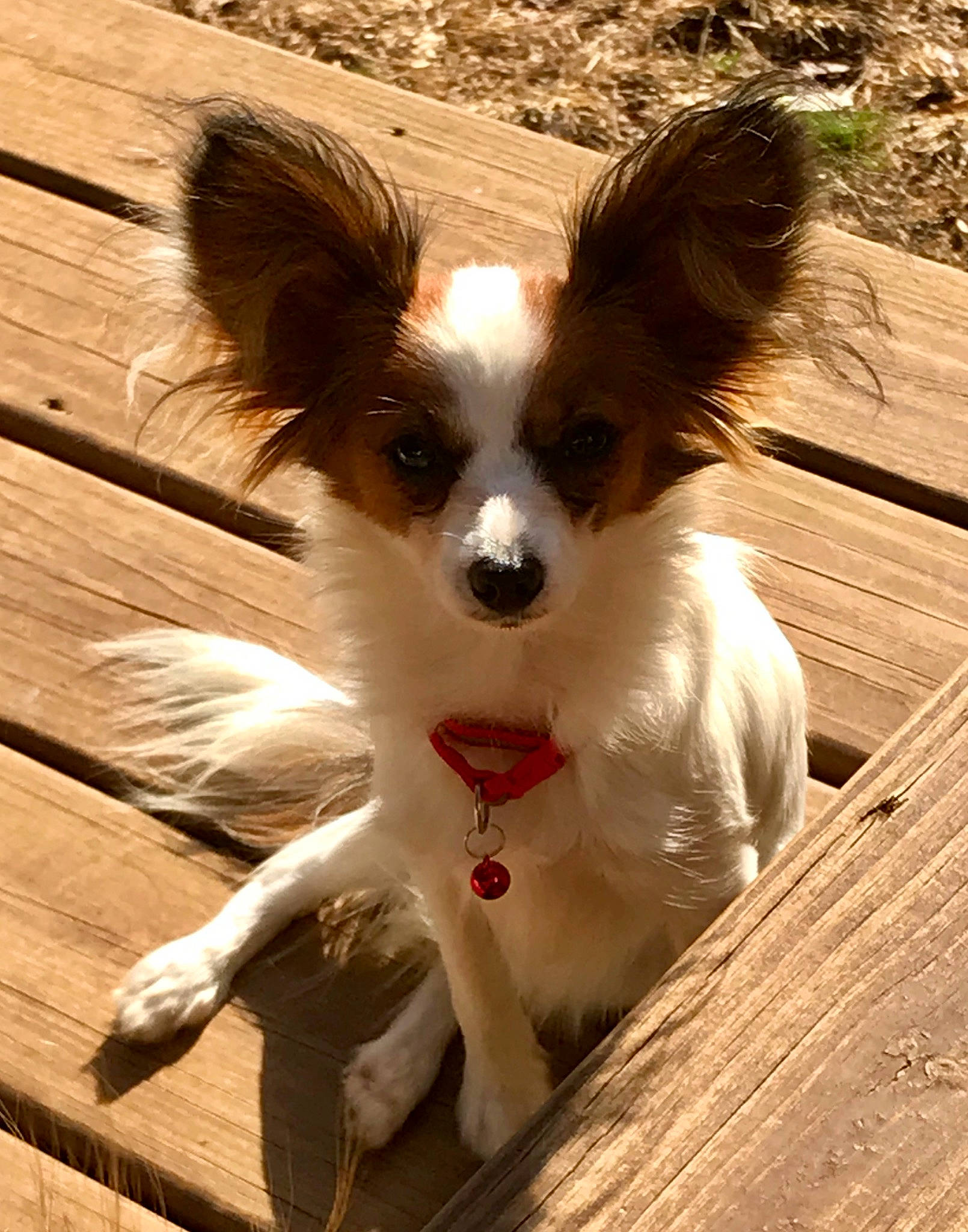 Rosie joined the competition — help win amazing prizes! brown, canidae, carnivore, collar, dog, dog_breed, fawn, fur, hardwood, liver, lumber, plank, plywood, snout, toy_dog, vertebrate, whiskers, wood, wood_stain, working_animal