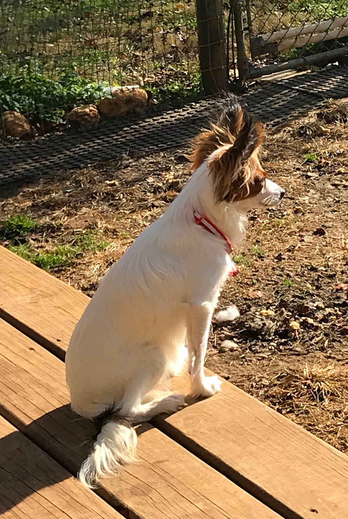 Rosie is registered to the contest to win money with this photo: canidae, carnivore, collar, companion_dog, deck, dog, dog_breed, dog_collar, fawn, hardwood, liver, mammal, plank, sporting_group, sunlight, tail, wood, wood_flooring, wood_stain, working_animal