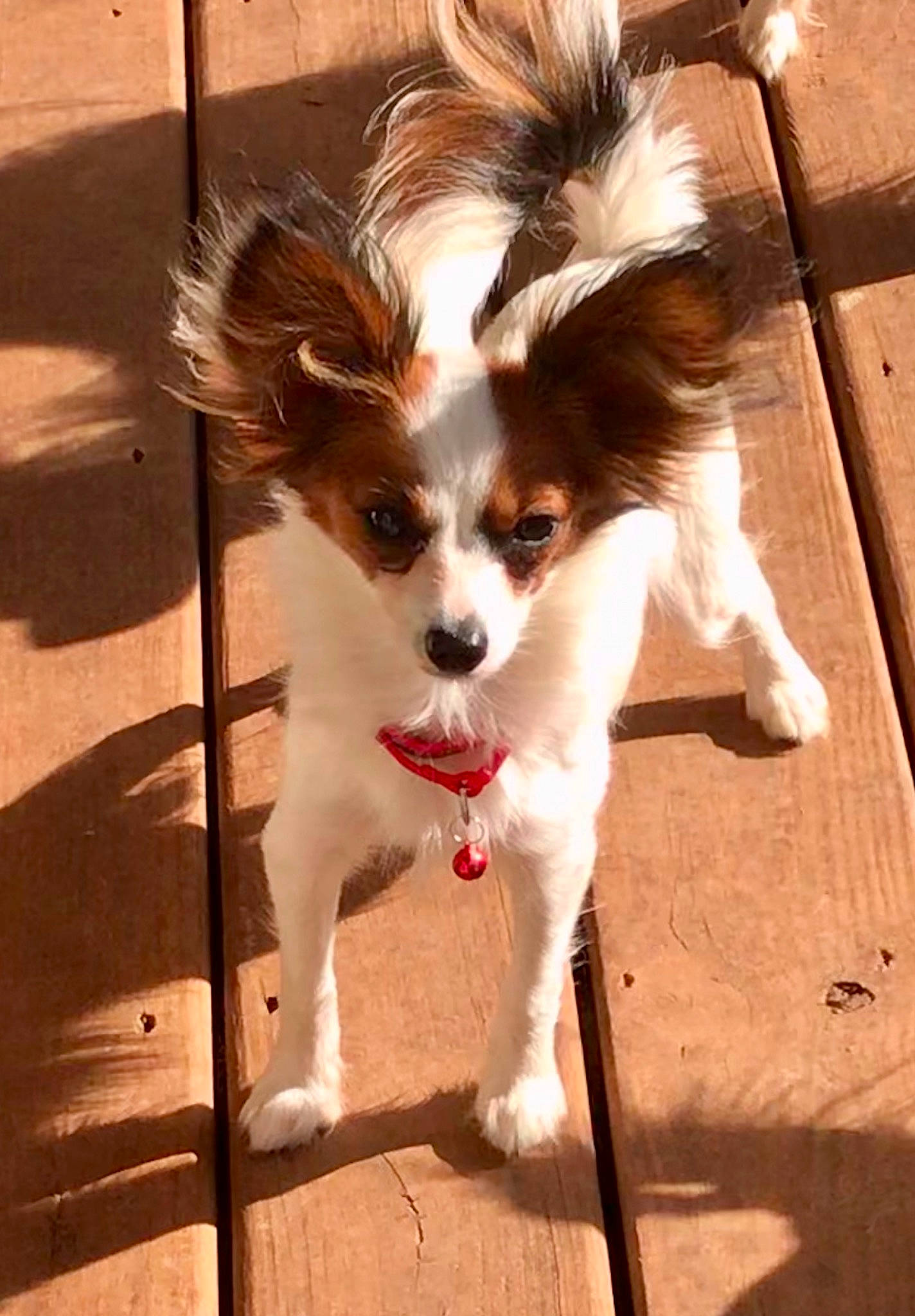Rosie is registered to the contest to win money with this photo: ancient_dog_breeds, canidae, carnivore, companion_dog, dog, dog_breed, fawn, fur, liver, non_sporting_group, papillon, puppy, shadow, snout, sporting_group, tail, toy_dog, wood_stain, working_animal, working_dog
