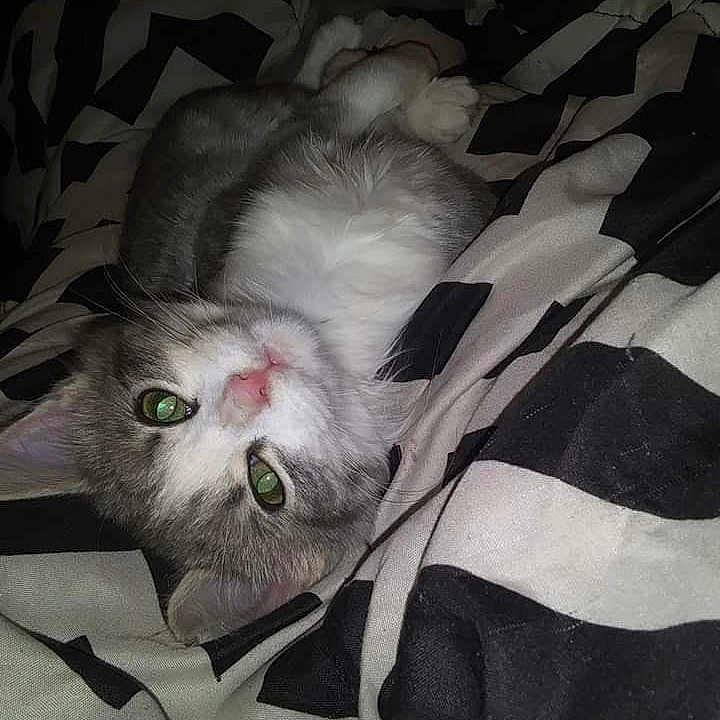 Sugar is registered to the contest to win money with this photo: angora, animal, bed, bedroom, blanket, cat, cushion, face, furniture, head, homedecor, indoors, kitten, person, pet, photography, portrait, quilt, room, sleeping