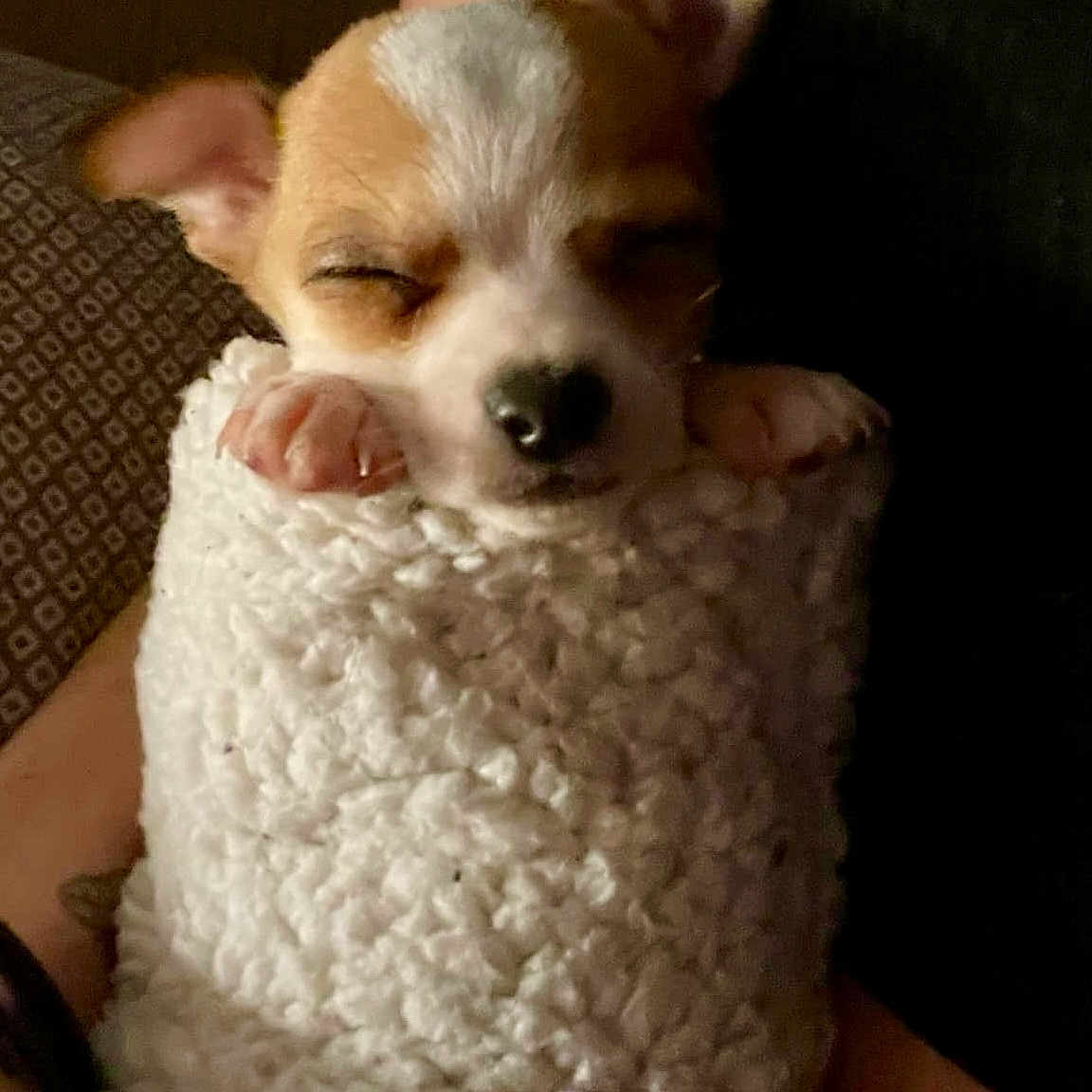 Buddy