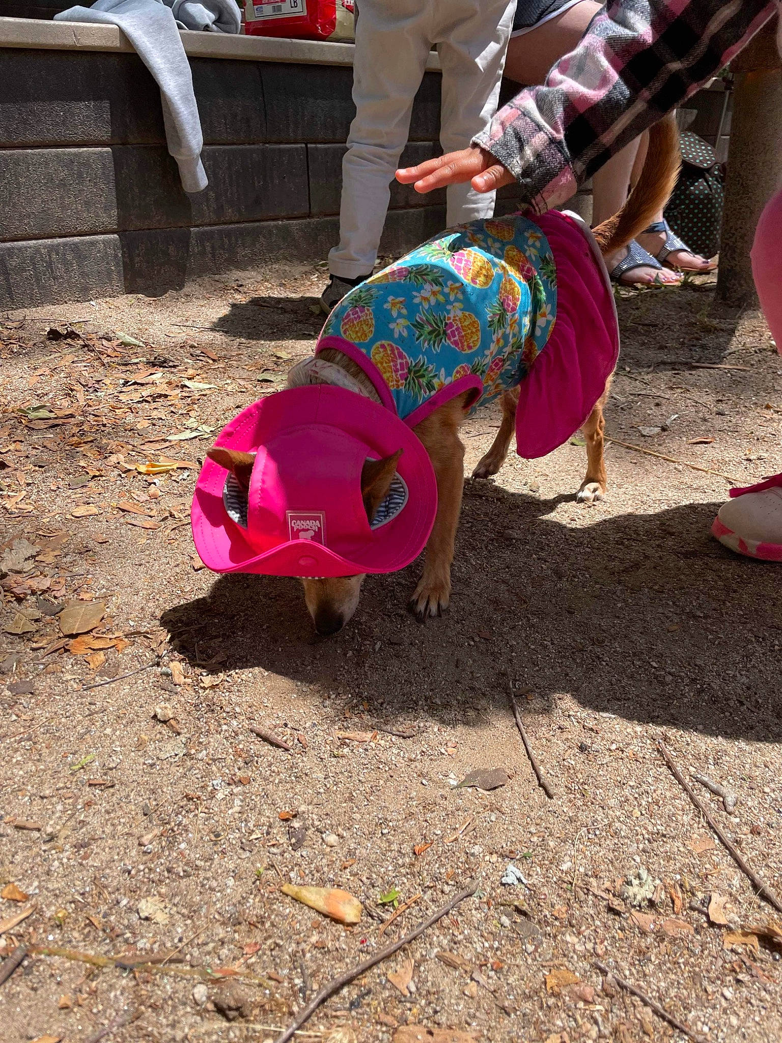 Coco joined the competition — help win amazing prizes! bag, carmine, event, flip_flops, foot, fun, handbag, human_leg, leg, leisure, luggage_and_bags, magenta, pink, recreation, road_surface, sandal, shoe, sitting, soil, street_fashion