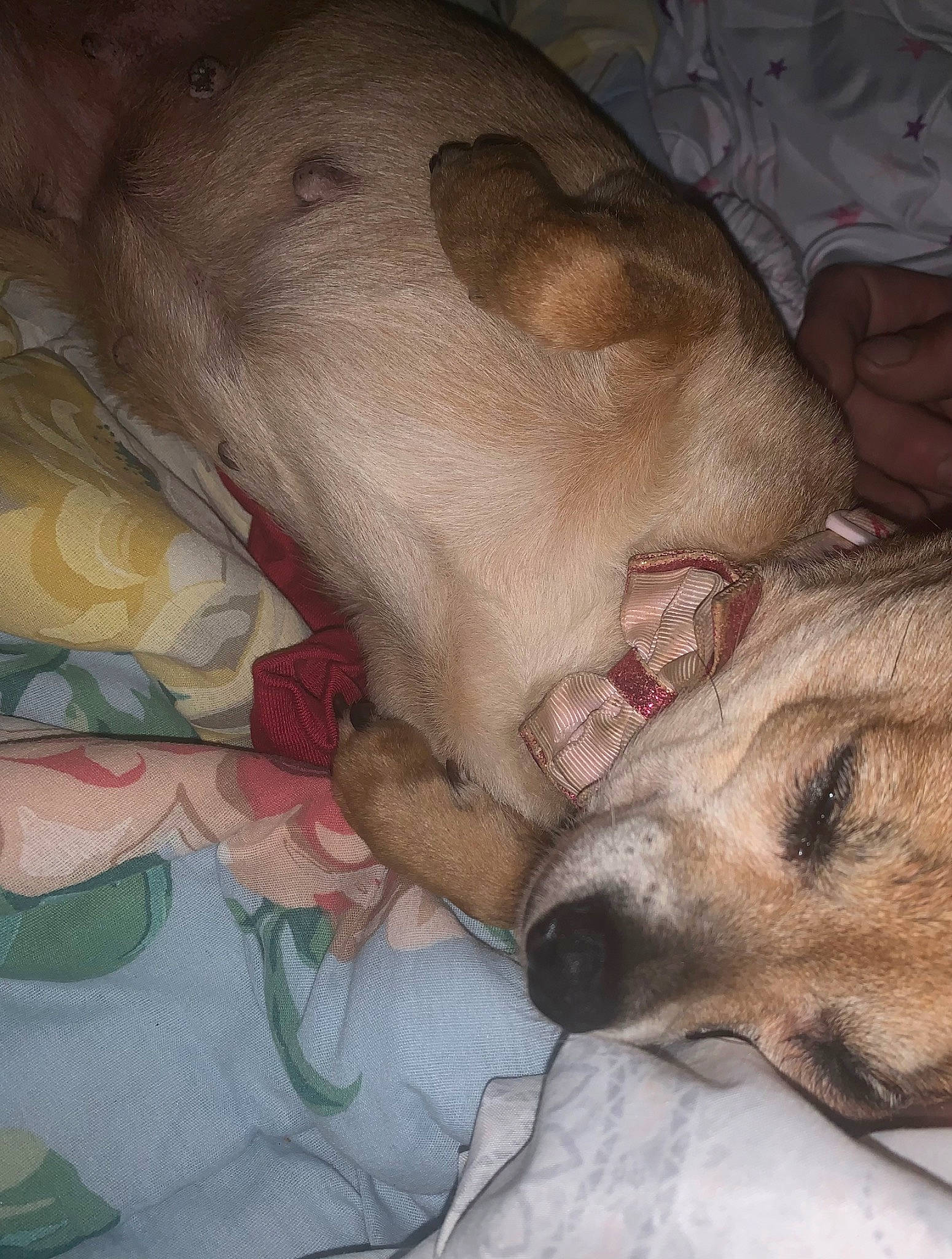 Coco is registered to the contest to win money with this photo: bed, bedtime, carnivore, comfort, companion_dog, dog, dog_breed, ear, fawn, fur, linens, nap, paw, petal, puppy_love, sleep, snout, sporting_group, whiskers, working_animal