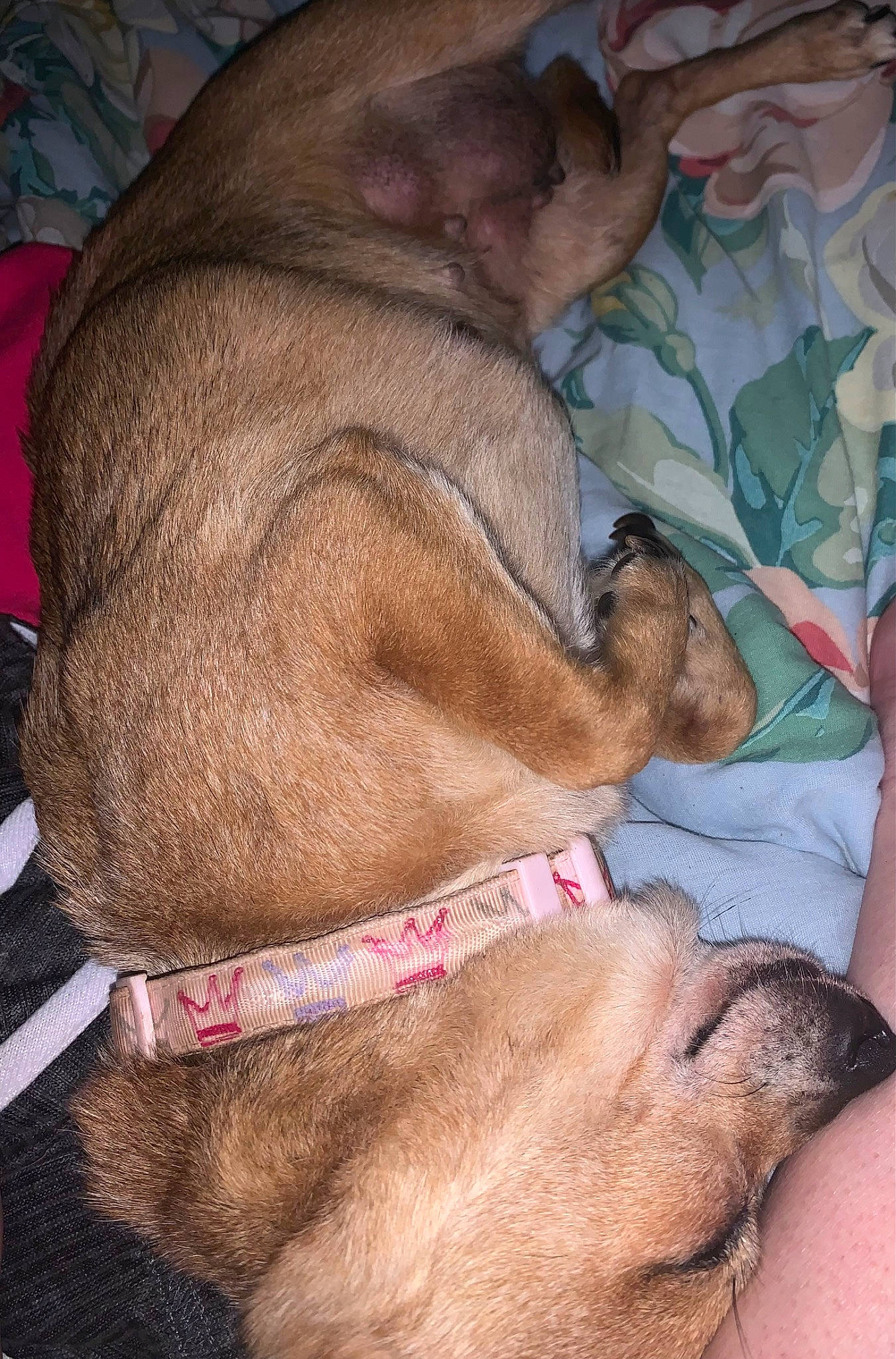 Coco joined the competition — help win amazing prizes! canidae, carnivore, collar, comfort, companion_dog, dog, dog_breed, dog_collar, dog_supply, ear, fawn, fur, gesture, jaw, liver, pet_supply, snout, sporting_group, working_animal, wrinkle