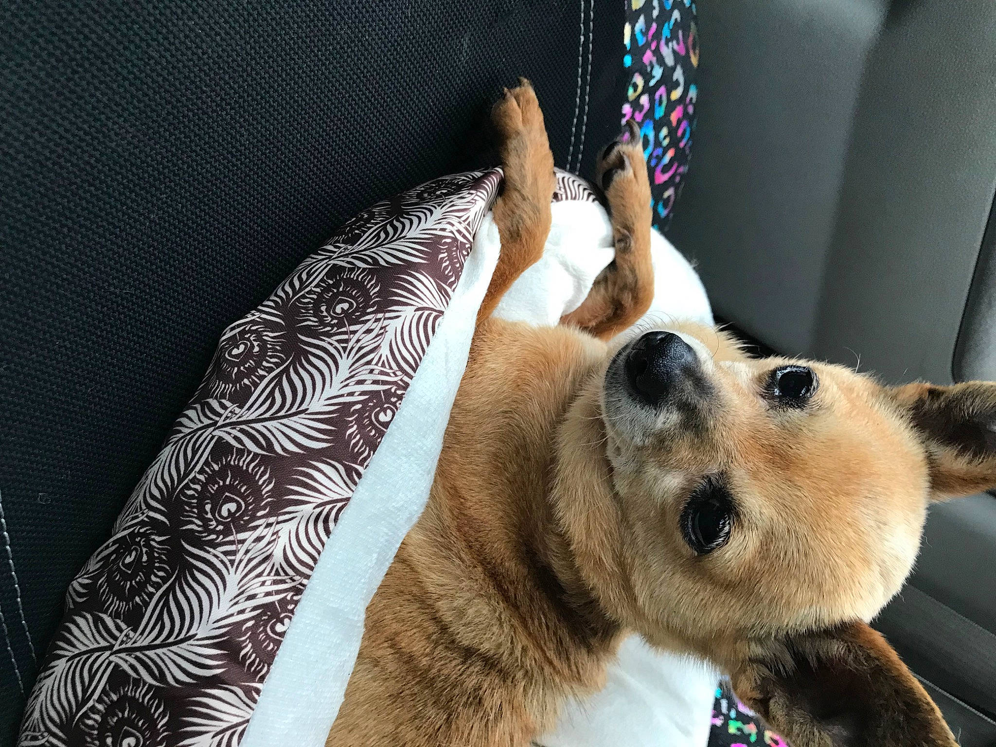 Coco is registered to the contest to win money with this photo: canidae, carnivore, collar, comfort, companion_dog, couch, dog, dog_breed, dog_collar, dog_supply, fawn, fur, gesture, linens, paw, snout, sporting_group, whiskers, window, working_animal