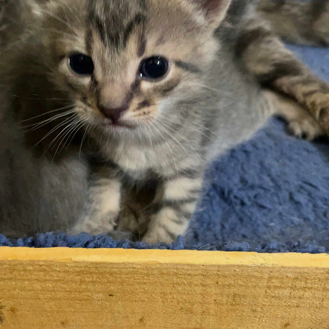 Pika participe au concours pour gagner de l'argent avec cette photo : abyssinian, animal, cat, drawer, furniture, kitten, manx, pet, plywood, siamese, wood