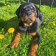 Basko participe au concours pour gagner de l'argent avec cette photo : animal, canine, cute, dandelion, dog, flower, garden, grass, greenery, lying_down, mammal, nature, outdoor, pet, playful, puppy, rottweiler, summer, sunlight, young