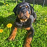 animal, canine, cute, dandelion, dog, flower, garden, grass, greenery, lying_down, mammal, nature, outdoor, pet, playful, puppy, rottweiler, summer, sunlight, young