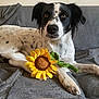 dog, black_and_white, plush_toy, sunflower, couch, gray, pet, indoor, relaxed, fur, animal, laying, looking, toy, home, domestic, comfort, canine, spotted, ears