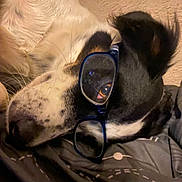 Vulkane a rejoint le concours — aidez-le/la à gagner de superbes lots ! dog, glasses, close_up, lying_down, black_and_white, fur, pet, cozy, blanket, resting, indoors, whiskers, snout, sleepy, cute, portrait, eyewear, relaxed, animal, companion